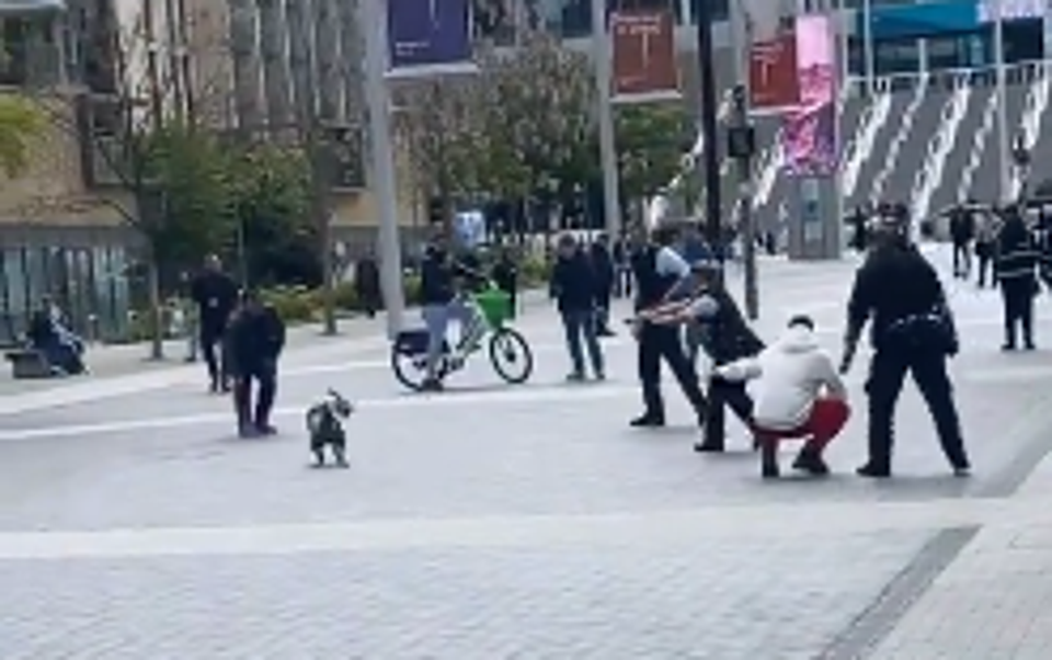 Shocking moment dog Tasered after biting police officer in Wembley