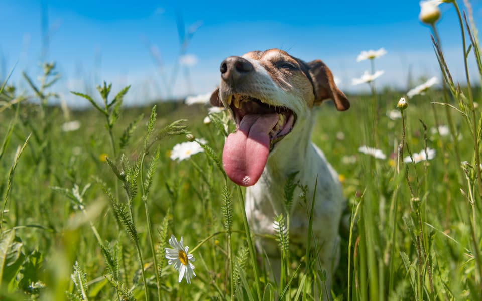 Keeping cool: essential summer care tips for your cats and dogs 