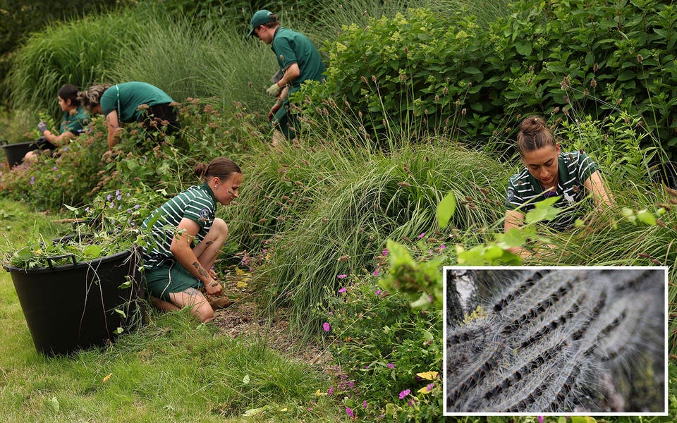 Gardener reveals how Wimbledon fends off invasive caterpillar species