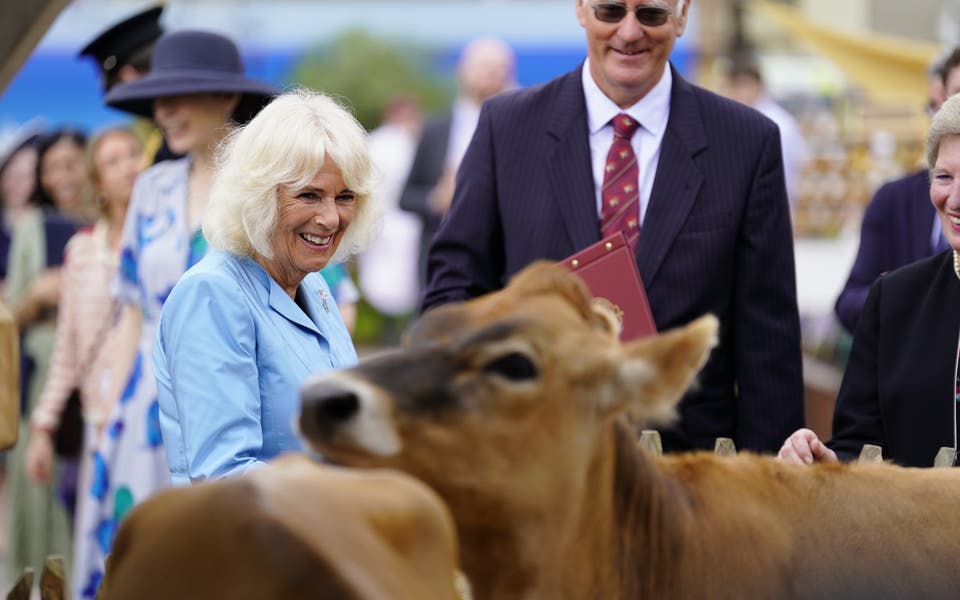 Camilla laughs as Jersey cows get frisky during royal visit