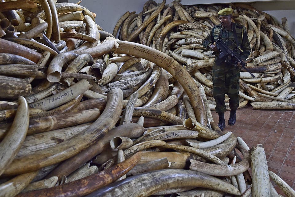 Stockpile: 105 tonnes of tusks are set to go up in flames in a ceremony organised by the Kenyan government