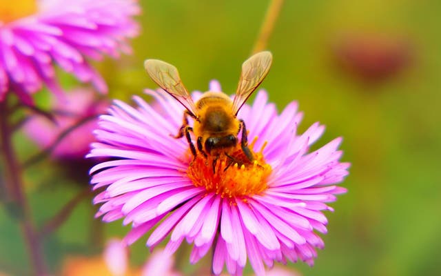 Seven-mile 'bee corridor' coming to London to boost dwindling numbers