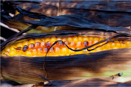Image for Grilled Corn on the Cob With Chipotle Mayonnaise