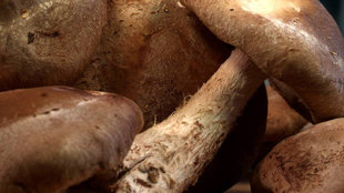 Image for Barley, Celery Root and Mushroom Salad With Scallion Vinaigrette