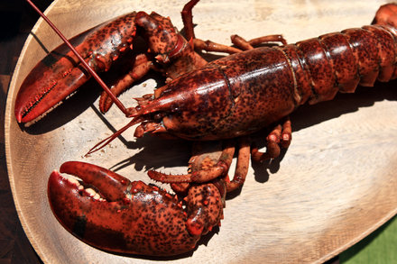 Image for Grilled Lobster