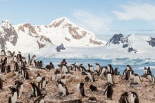 A colony of gentoo penguins mill about in Paradise Bay.