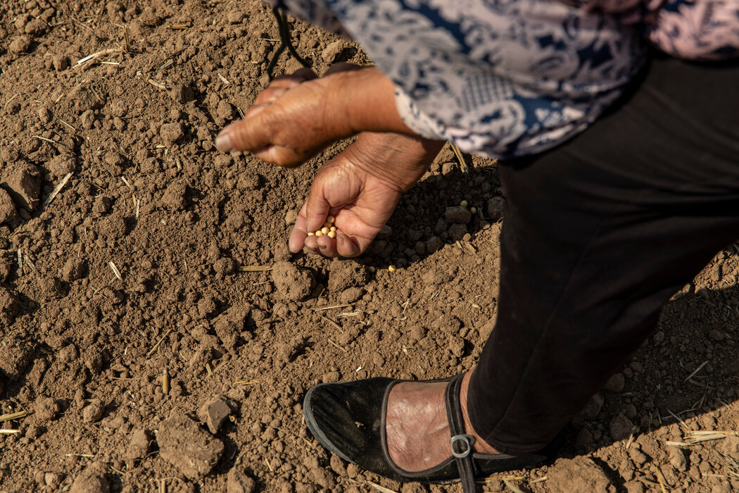 周三，漯河的一位农民在刚刚收割的麦田里种植大豆。