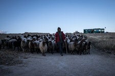 A settler herds goats outside the newly expanded settlement of Tekoa.