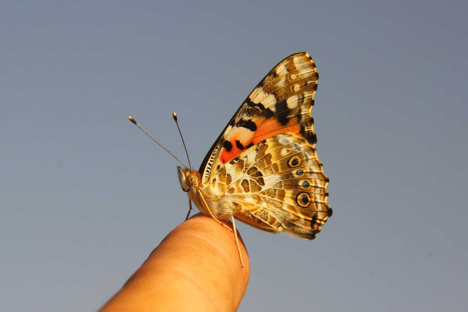 The painted lady butterfly is one of the world’s most widespread butterflies, normally moving between Europe and sub-Saharan Africa.