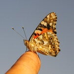 The painted lady butterfly is one of the world’s most widespread butterflies, normally moving between Europe and sub-Saharan Africa.