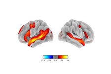 A network of regions become active when the brain retrieves words from memory, use rules of grammar, and carries out other language tasks.