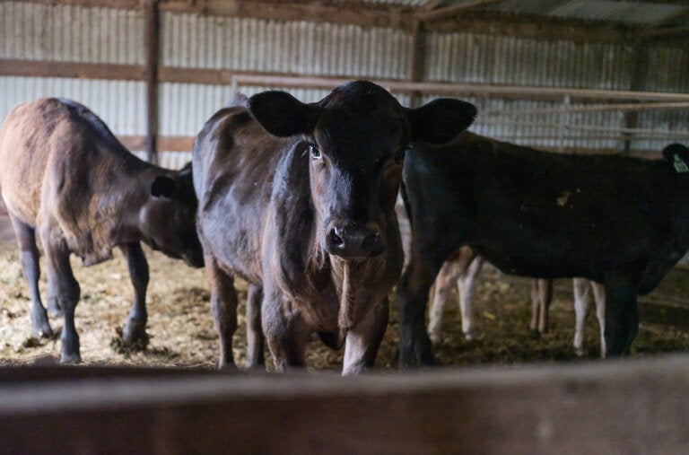 Researchers have long known that influenza viruses can infect mammary cells in cow udders and can be shed in milk. But they had never seen an epidemic of cow flu like the one this year.
