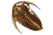 A ventral view of the Protolenus species 3-D reconstruction.