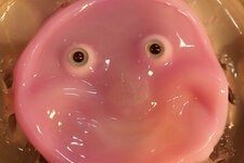 Japanese researchers have used living skin cells to make to make a flexible 3D facial mold for a robot.

