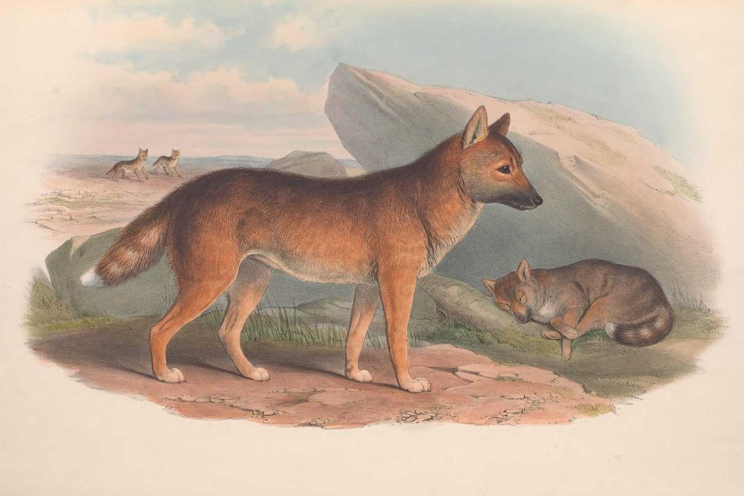 An illustration of several dingoes, from the 1863 book “The Mammals of Australia.” A recent paper suggested that the wild dogs may have been trusted companions of the First Australians.