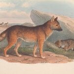 An illustration of several dingoes, from the 1863 book “The Mammals of Australia.” A recent paper suggested that the wild dogs may have been trusted companions of the First Australians.