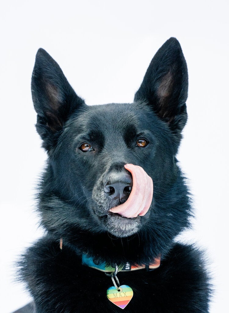 Max, a 2-year-old German shepherd, Belgian Malinois and husky mix, was photographed in Greenlake Park in Seattle this month. A stray who was rescued in an emaciated condition, Max is a participant in Darwin’s Ark, a community science initiative that investigates animal genetics and behavior.