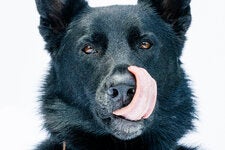 Max, a 2-year-old German shepherd, Belgian Malinois and husky mix, was photographed in Greenlake Park in Seattle this month. A stray who was rescued in an emaciated condition, Max is a participant in Darwin’s Ark, a community science initiative that investigates animal genetics and behavior.