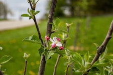 At the New England Botanic Garden at Tower Hill, in Boylston, Mass., the grafted heirloom apple trees are already big enough to bloom. But fruit isn’t expected for a few more years.