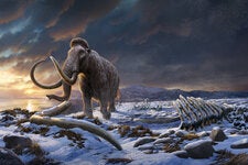 Mammoths remained on Wrangel Island, about 80 miles from the Siberian coast, for about 6,000 years after they vanished from the rest of Asia, Europe and North America.