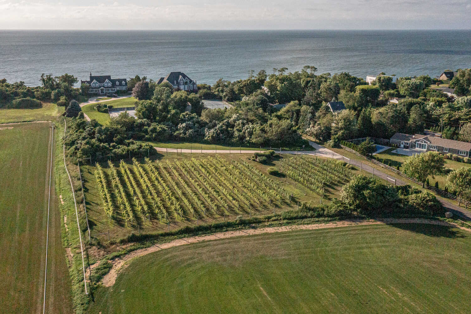 Erica Ritchie’s family planted 23 rows of grapes at Haven Vineyard, on Long Island Sound in Cutchogue N.Y., along the driveway to their vacation house.