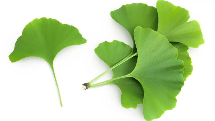 Hojas de ginkgo biloba.