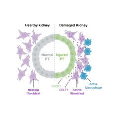 Following an acute kidney injury, damaged cells interact within disease-promoting microenvironments, a process linked to a progression to chronic kidney disease. (Image by Michal Polonsky/Caltech)