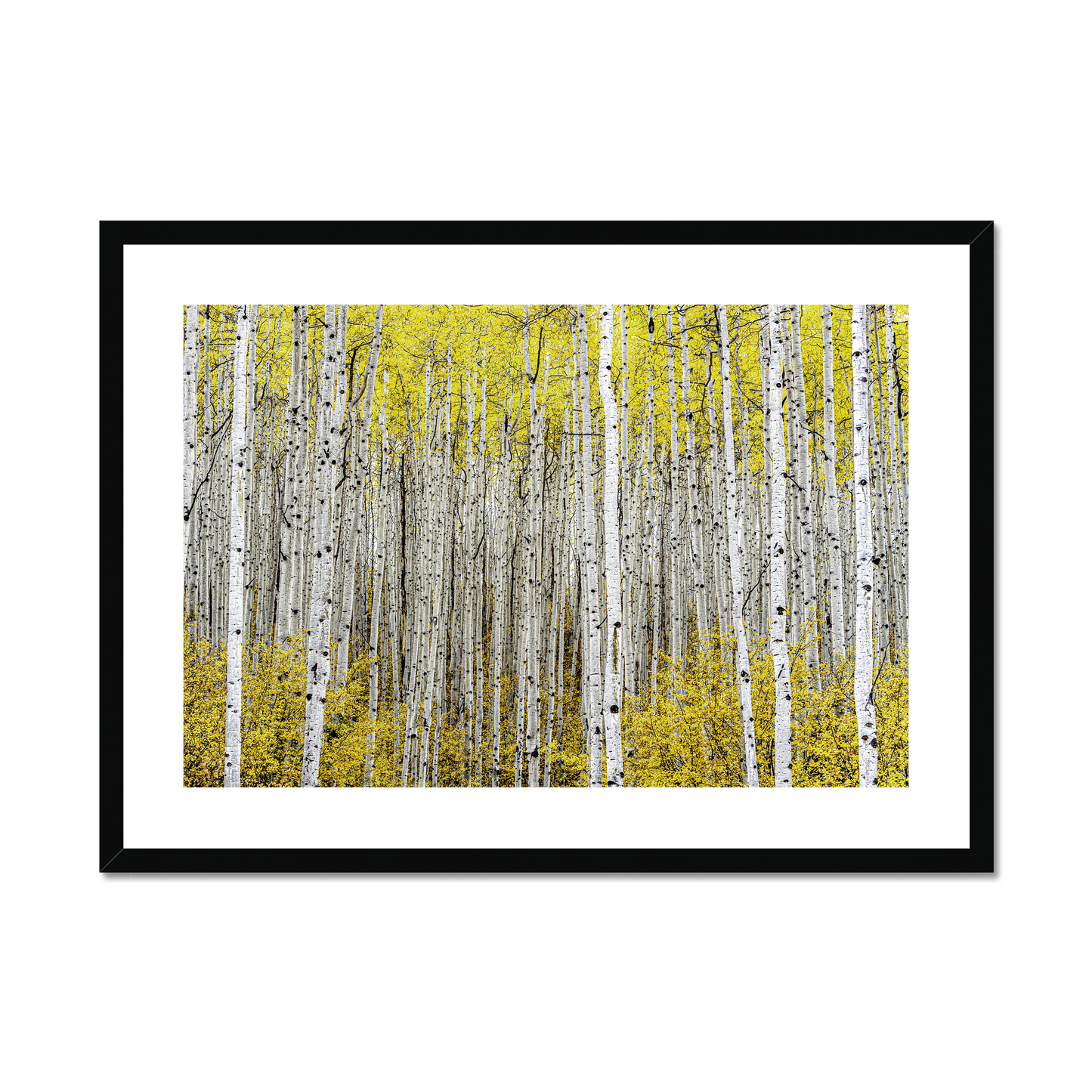 Robert J. Ross: Autumn aspens