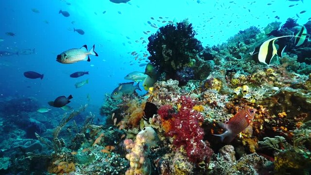 Fish swimming over coral reef