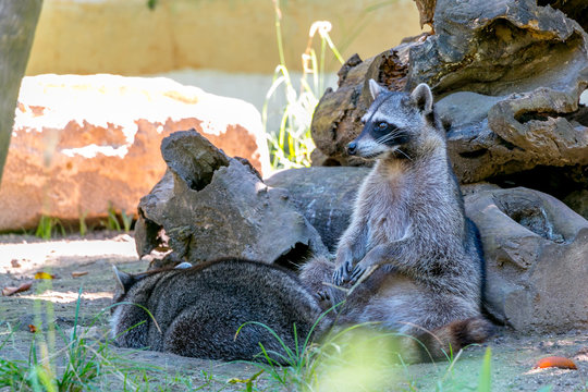 Mapache en zoológico natural