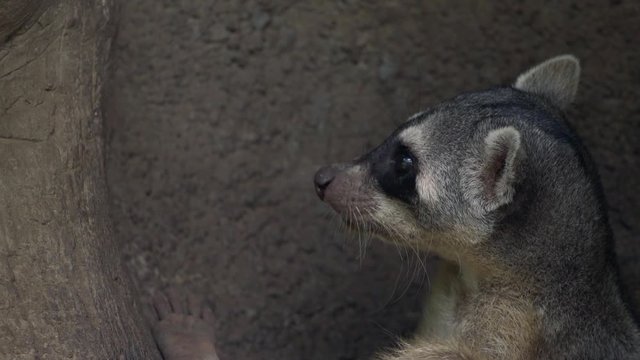 crab-eating raccoon
Osito Lavador 
Mapache
Raccoon 
Guayaquil Ecuador 