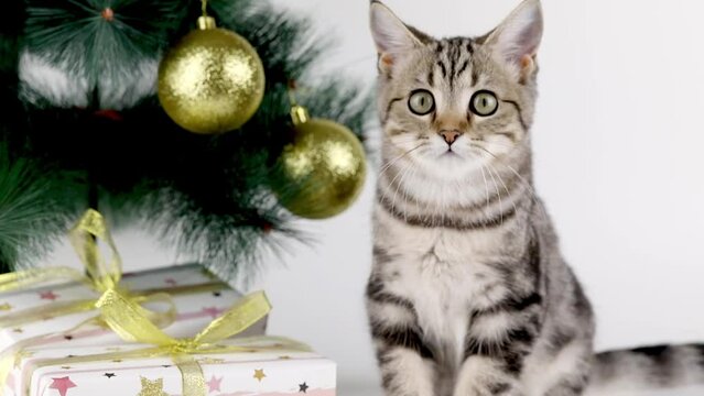 brown kitten sitting near the christmas tree