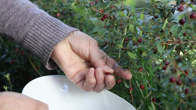 Unrecognizable mapuche woman picking chilean superfood murta berry into a bowl. Ugni molinae