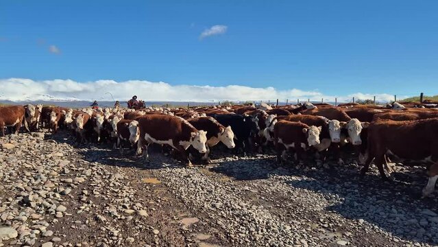 Neuquen, Argentina, April 19, 2024: Gaucho herding cows in "Cordillera de los Andes". Video