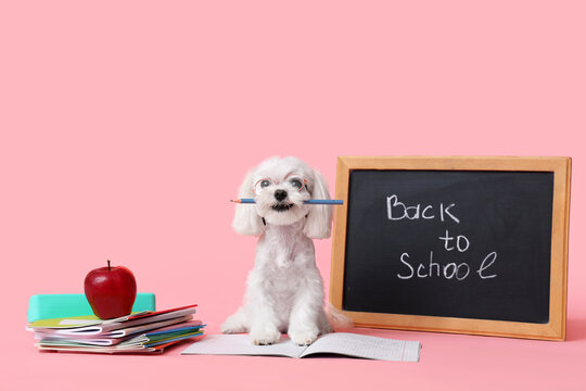 Cute Maltese dog with apple, different stationery and chalkboard with text BACK TO SCHOOL on pink background