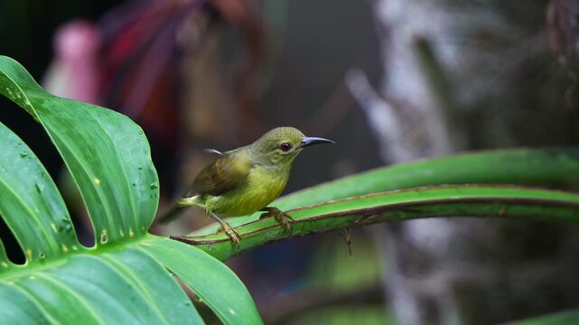 Close up shot of a beautiful sunbird perching on petiole of leaf, playing with the water, wagging its tail and cleaning its feathers before nightfall.