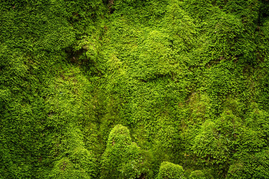 Grooved green moss background in nature