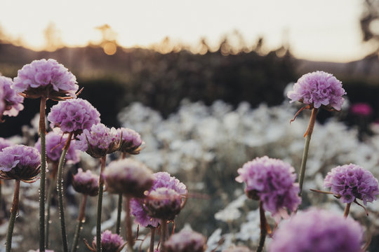 Close-up of purple flowers growing on field during sunset