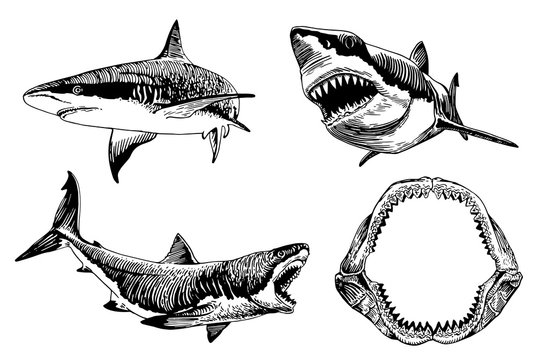 Graphical set of sharks isolated on white background,vector illustration for tattoo,coloring and printing