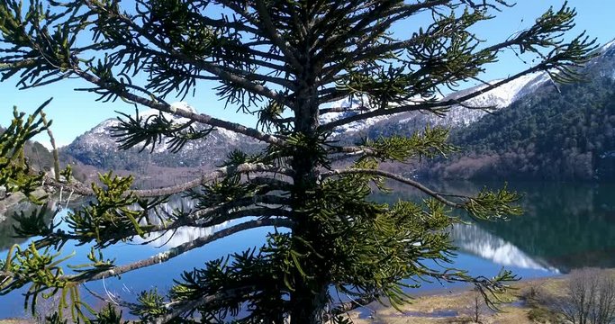 The Araucaria araucana tree is a fixture in the traditions and culture of the Mapuche people of the Andean foothills in central Chile and southwest Argentina.