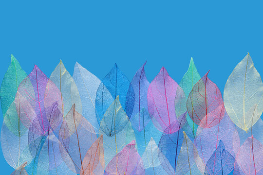 Autumn transparent leaves over blue background