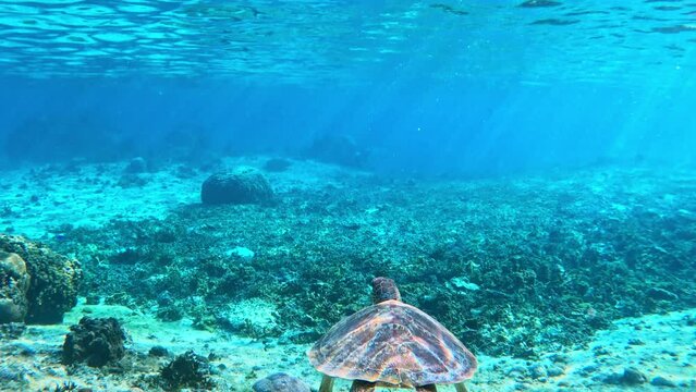 Underwater Scene Of A Green Sea Turtle Swimming In Clear Tropical Ocean Of Miyakojima, Japan. 