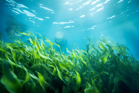 Underwater view of a group of seabed with green seagrass. High quality photo