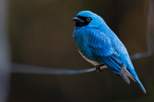 blue bird on a branch