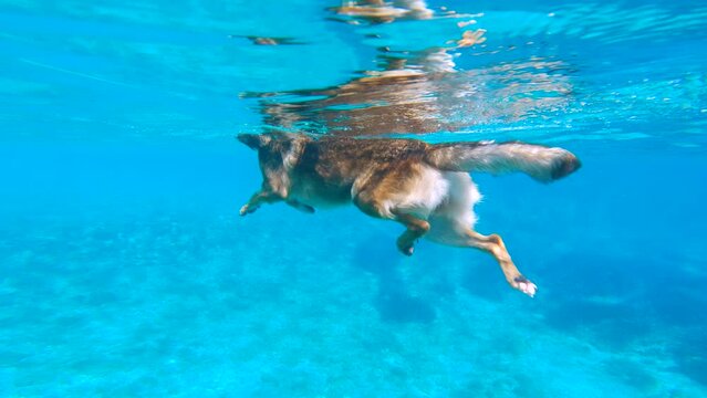 UNDERWATER: Following a brown dog swimming in crystal blue water of Adriatic Sea. A look at the paws of an adventurous doggo, who enjoys a swim in vibrant seawater during summer holidays in Dalmatia.