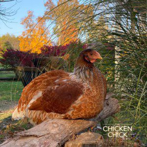 Blue laced Red Wyandotte hen. 