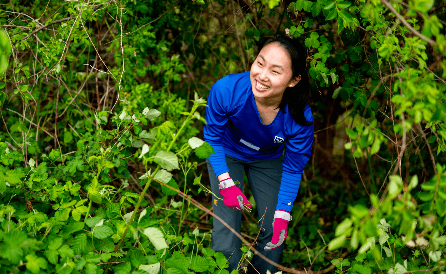 SCA Urban Green program member removing invasive species.