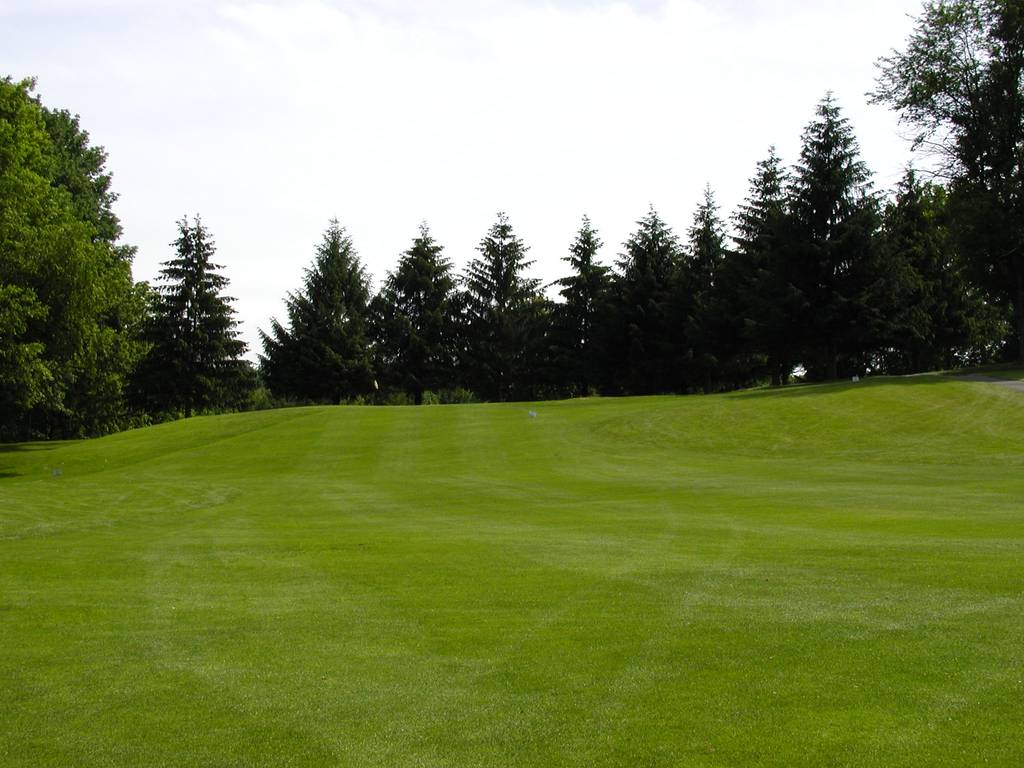 A green field with trees in the background