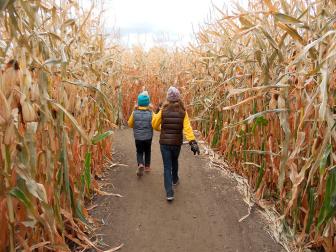 Sever's Corn Maze