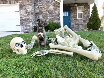 The bones of the 12-foot skeleton next to Scout, Beth's 65 pound pit mix, for scale. 